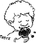 the sense of taste