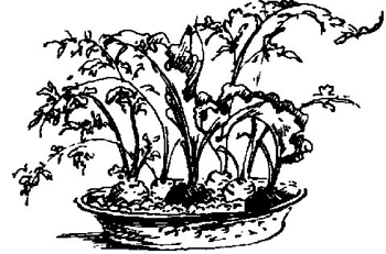 plant illustration