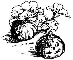 pumpkin illustration