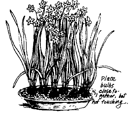 Forcing bulbs illustration